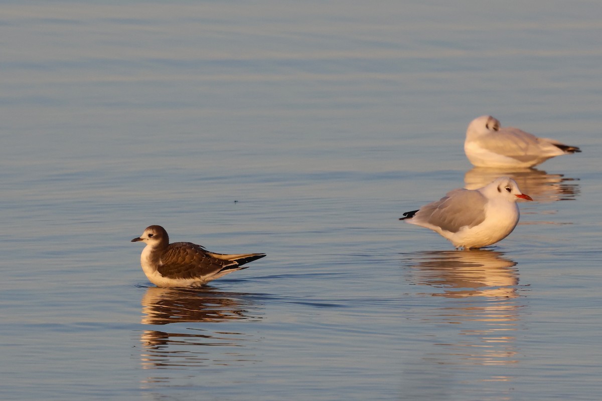 Sabine's Gull - ML609632942