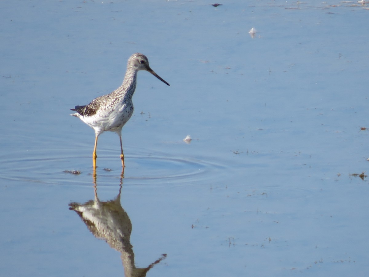 Greater Yellowlegs - ML609632954