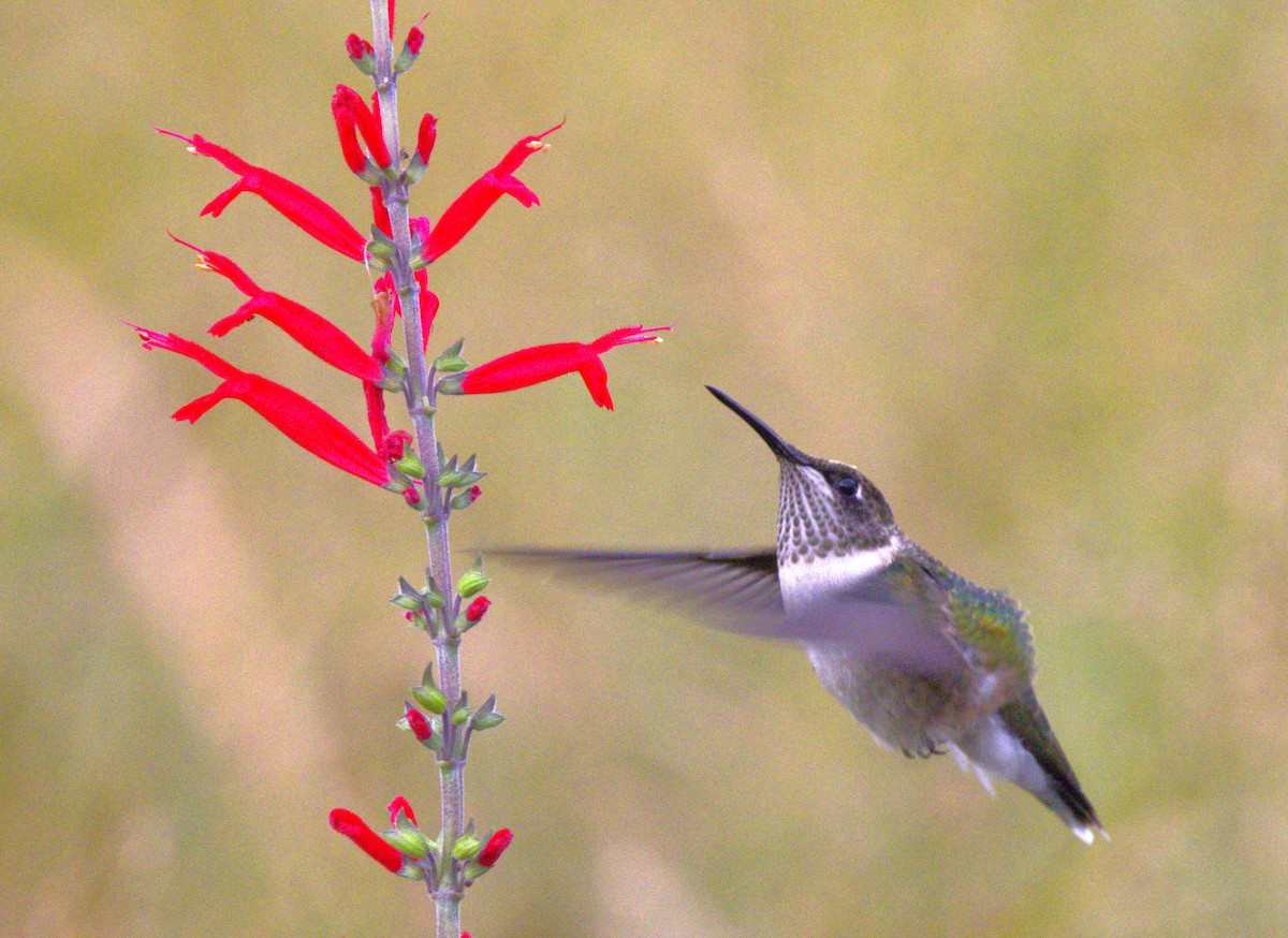 Ruby-throated Hummingbird - ML609632997