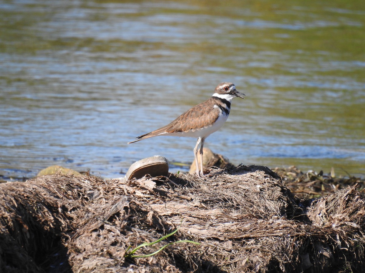 Killdeer - ML609633061