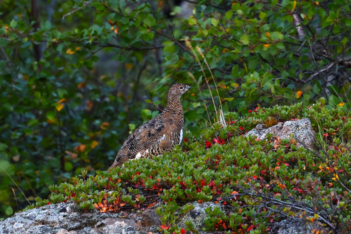 Rock Ptarmigan - ML609633066