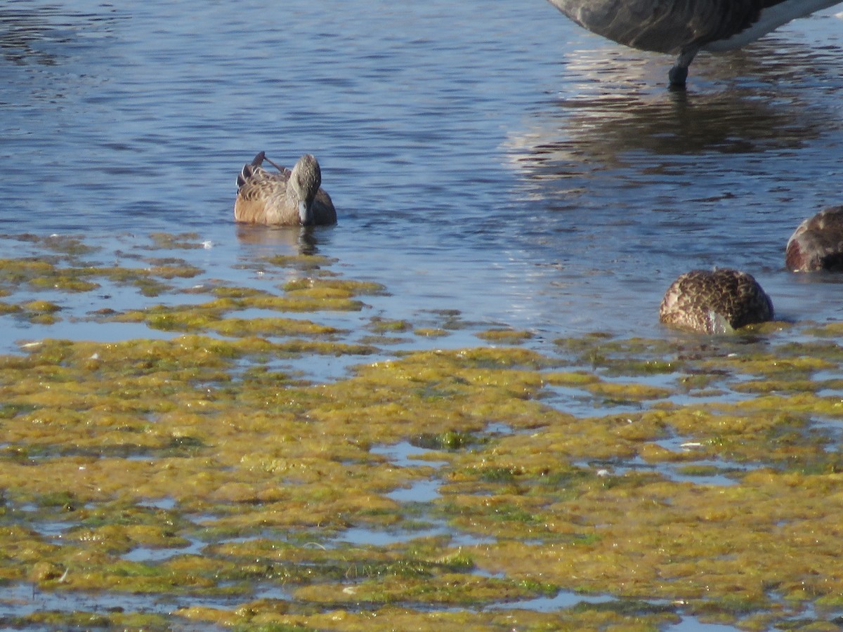 American Wigeon - ML609633079