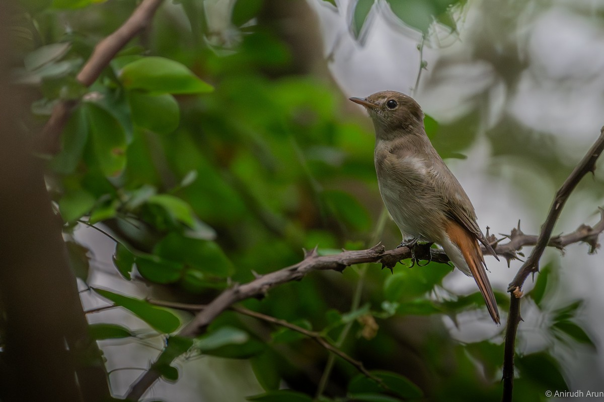 Rusty-tailed Flycatcher - ML609633090