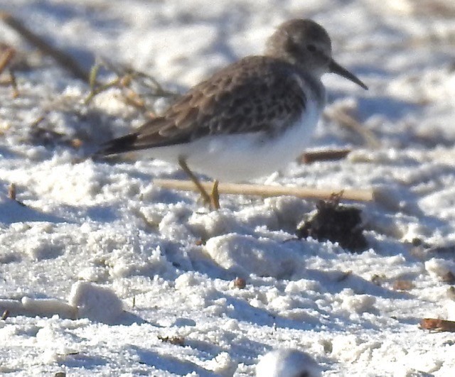 Dunlin - alice horst