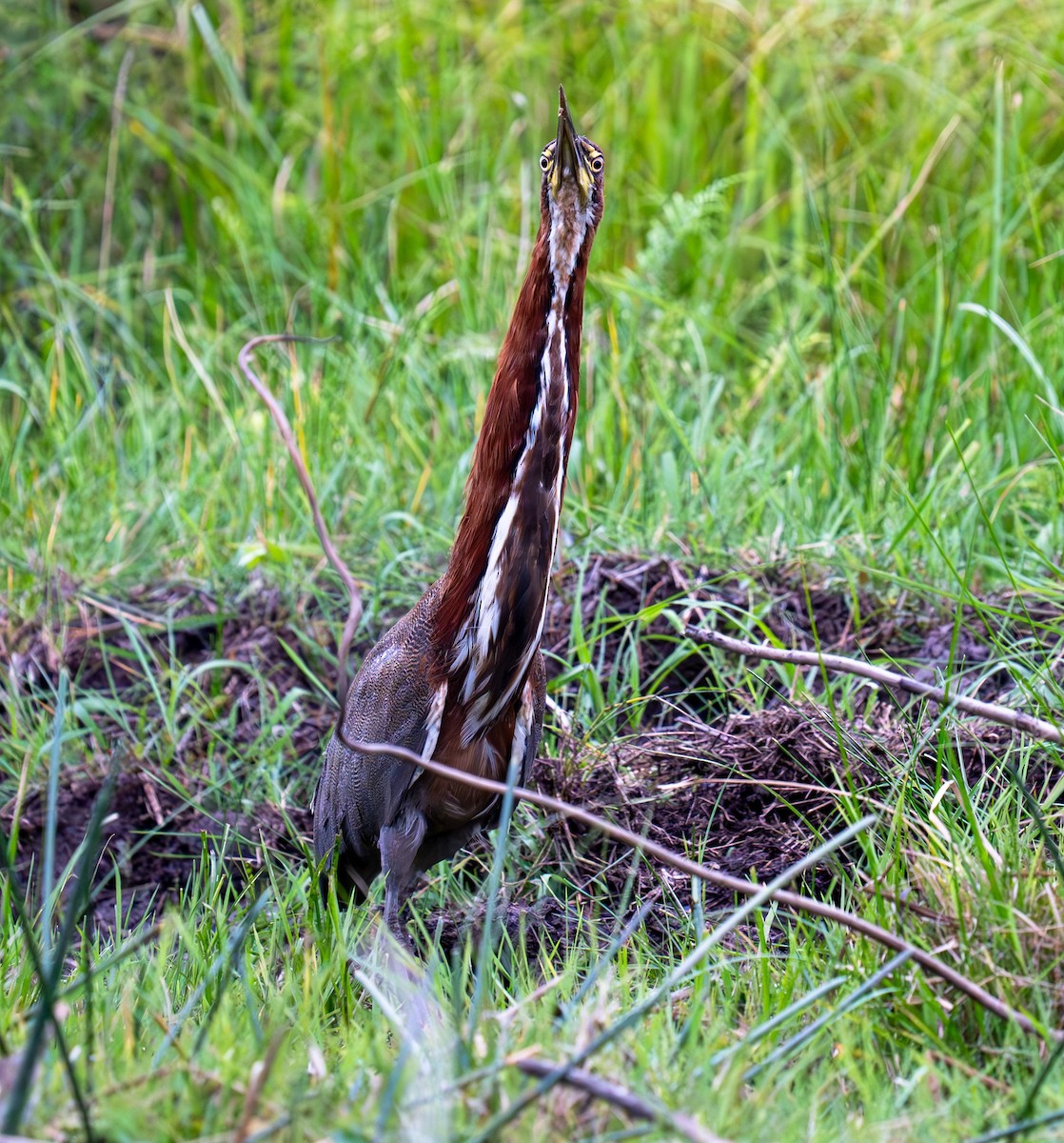 Rufescent Tiger-Heron - Julie Davis