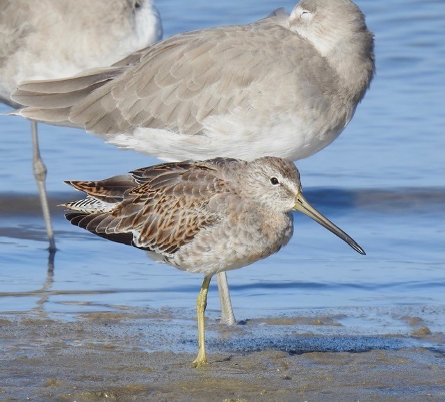 Short-billed Dowitcher - alice horst