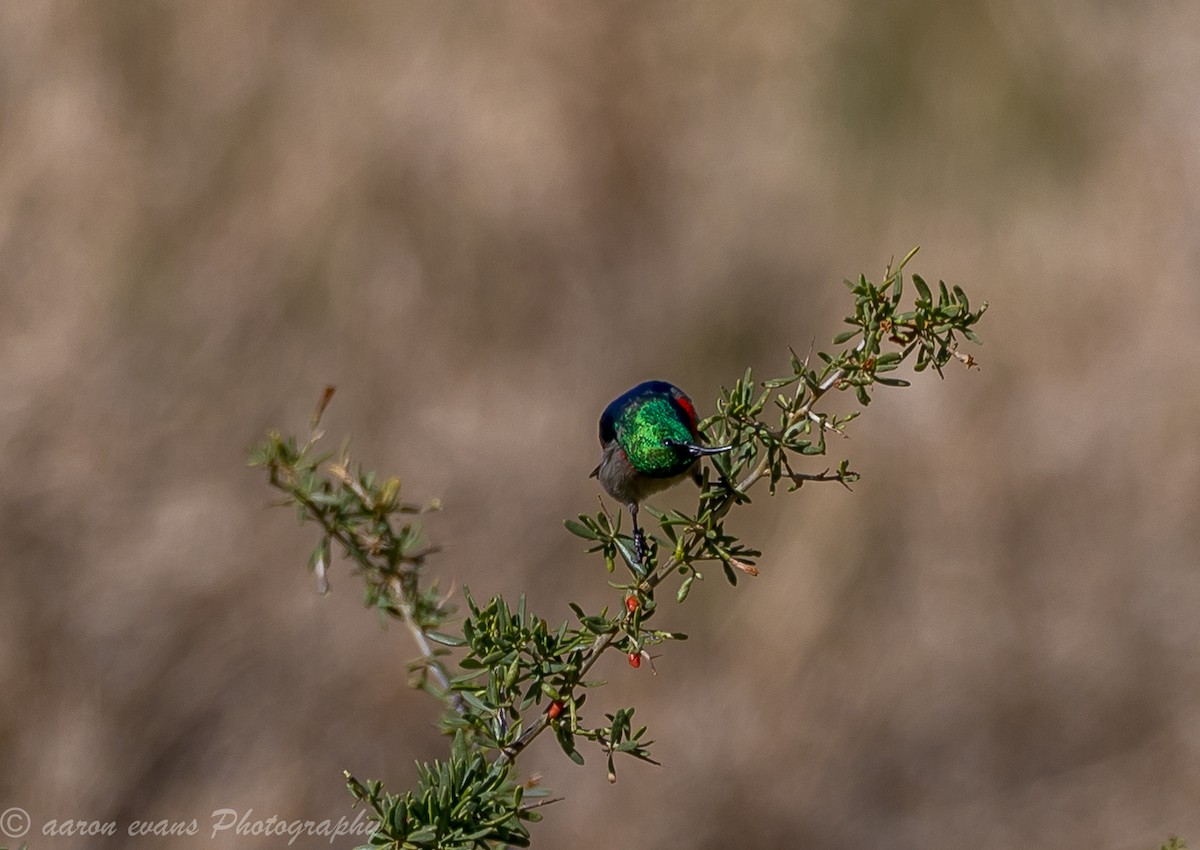 Southern Double-collared Sunbird - aaron evans