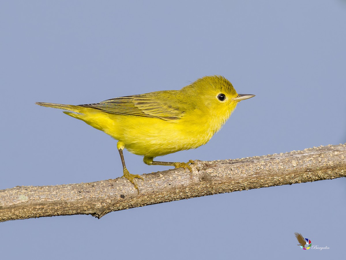 Northern/Mangrove Yellow Warbler - ML609633320