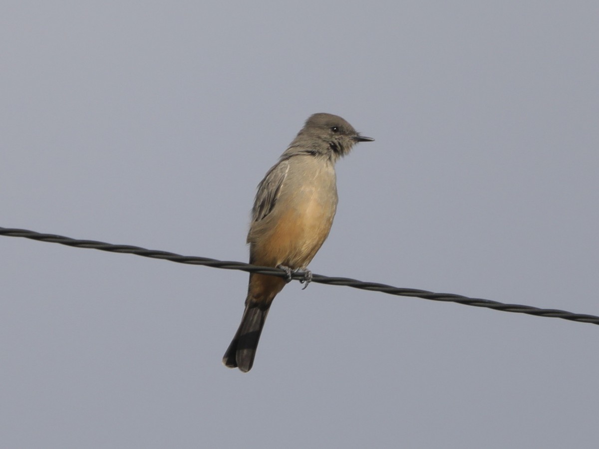 Say's Phoebe - ML609633345