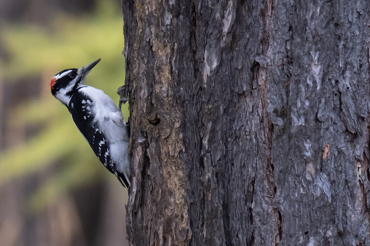 Hairy Woodpecker - Tim Horvath