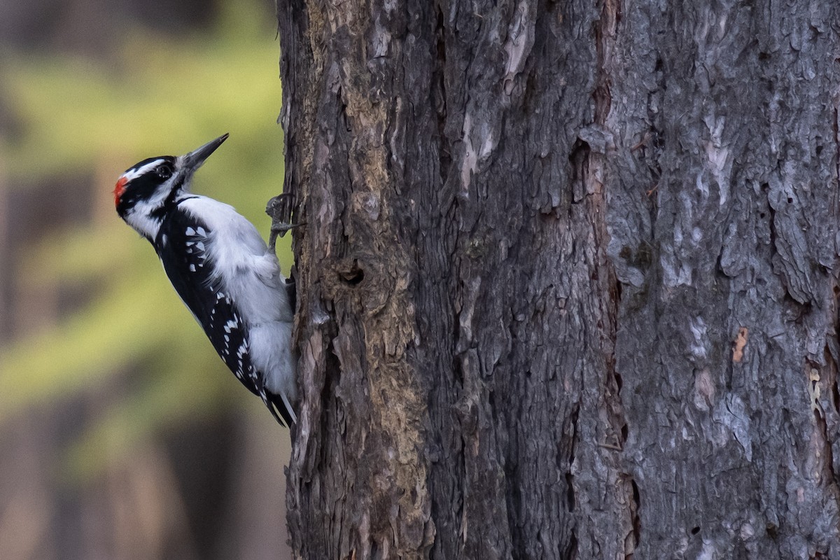 Hairy Woodpecker - ML609633357