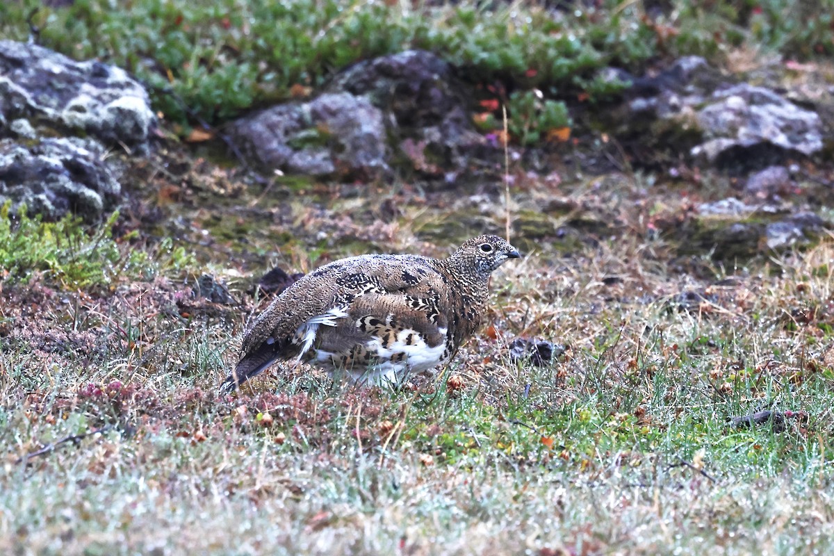 Rock Ptarmigan - ML609633387