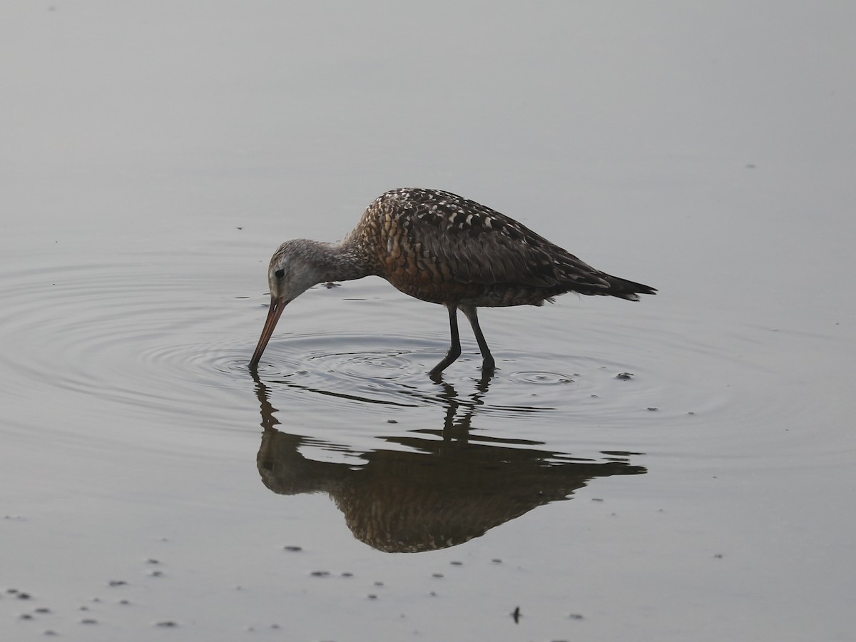 Hudsonian Godwit - ML609633411