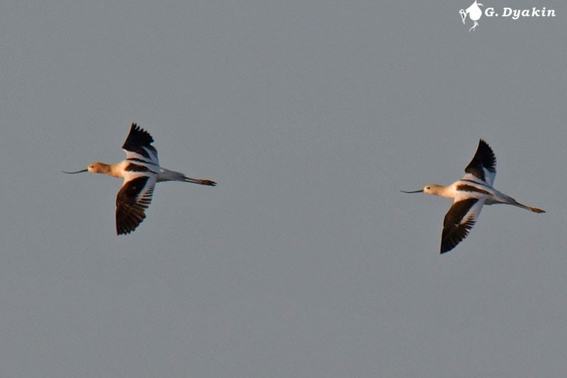 Avoceta Americana - ML609633430