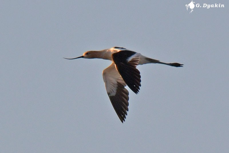 Avoceta Americana - ML609633432