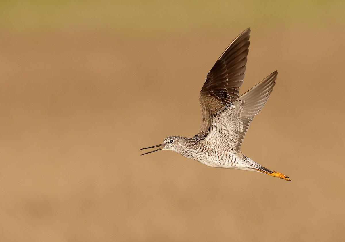 Greater Yellowlegs - ML609633446