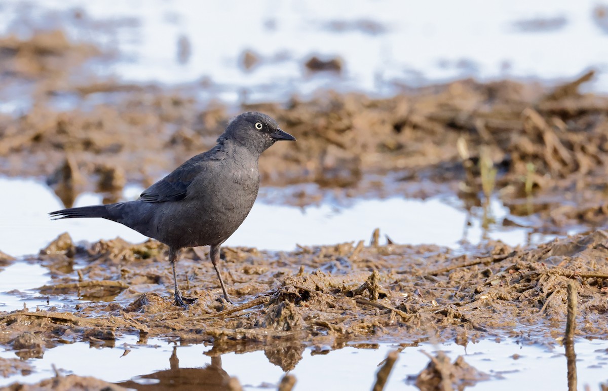 Rusty Blackbird - ML609633450