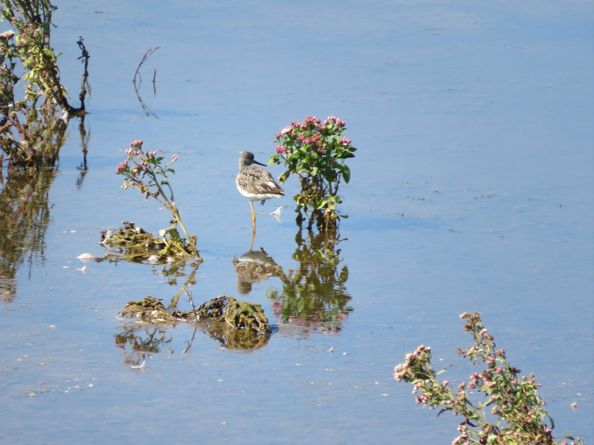 Greater Yellowlegs - ML609633555