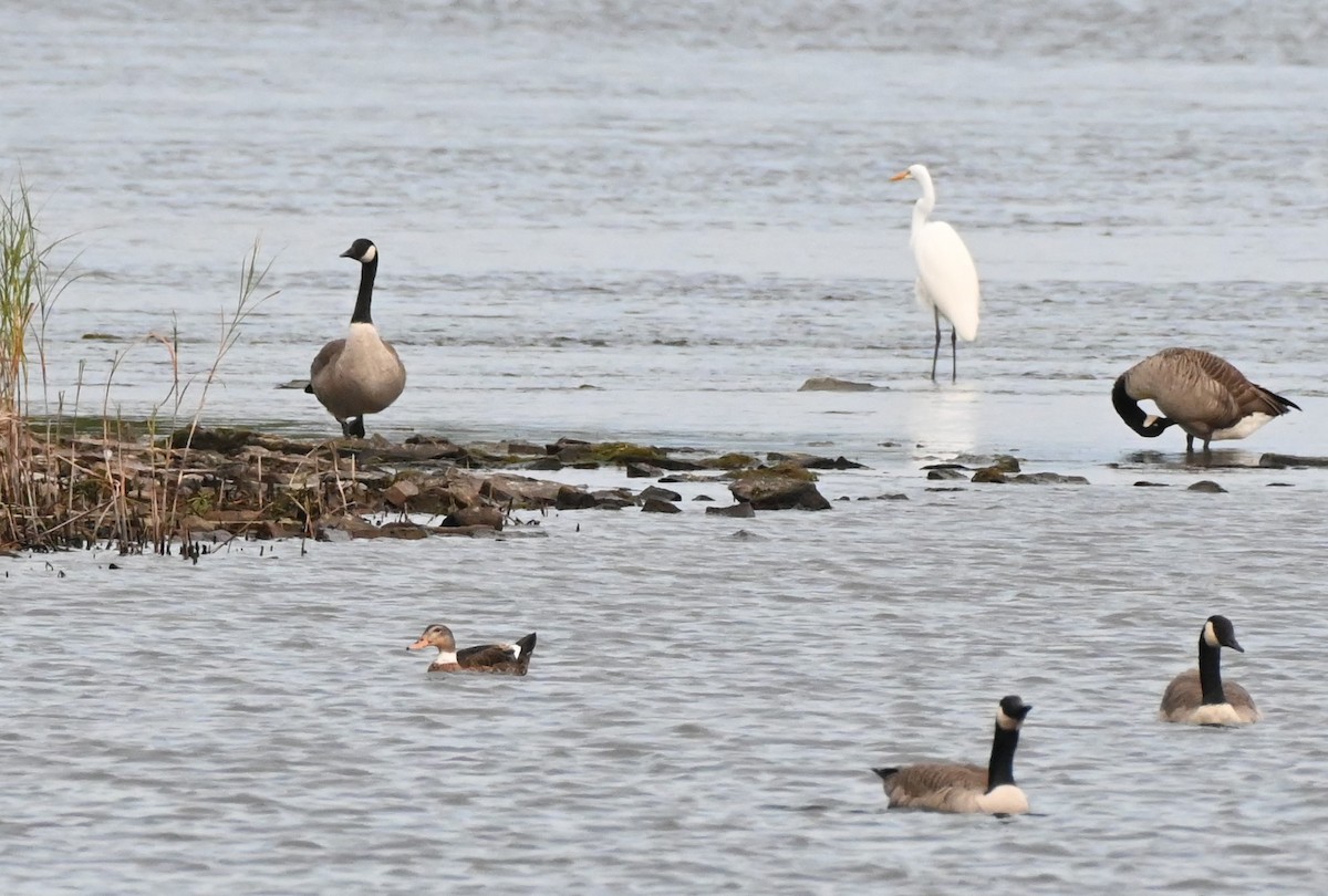 Anatidae sp. (dabbling duck sp.) - ML609633613