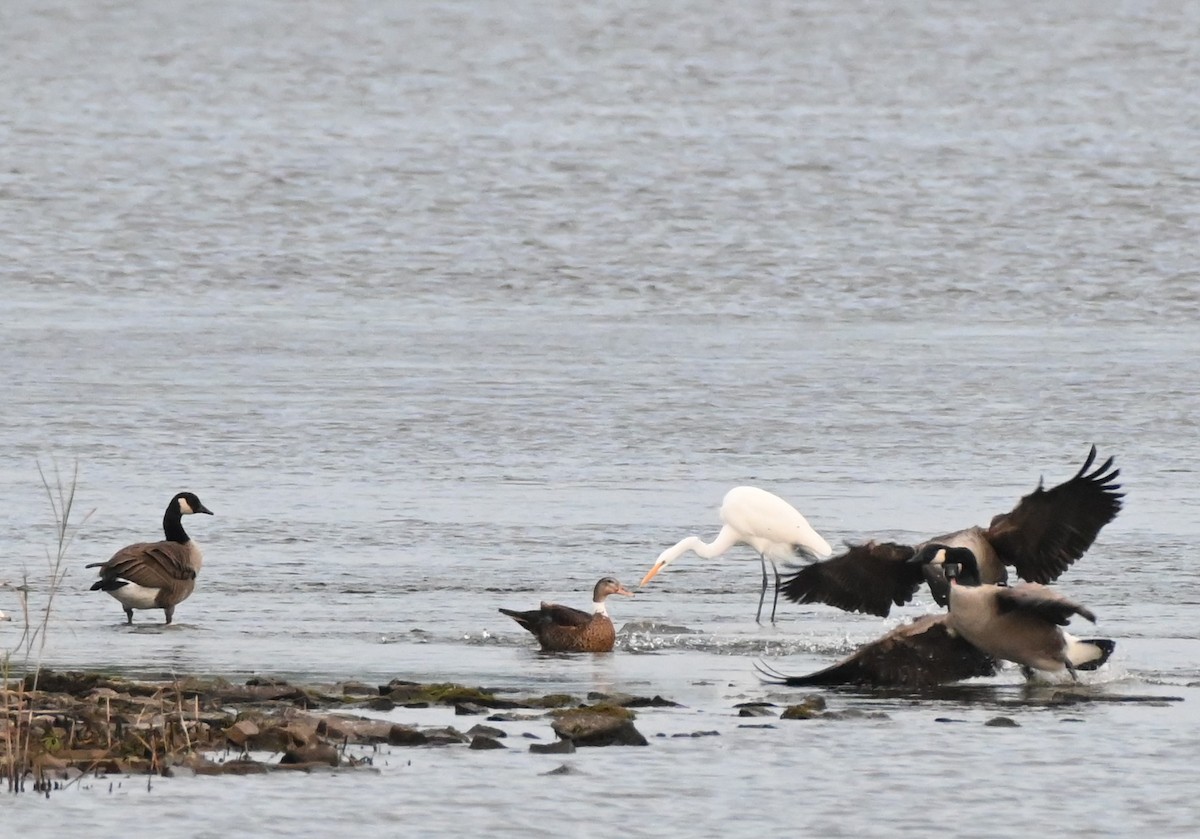 Anatidae sp. (dabbling duck sp.) - ML609633623