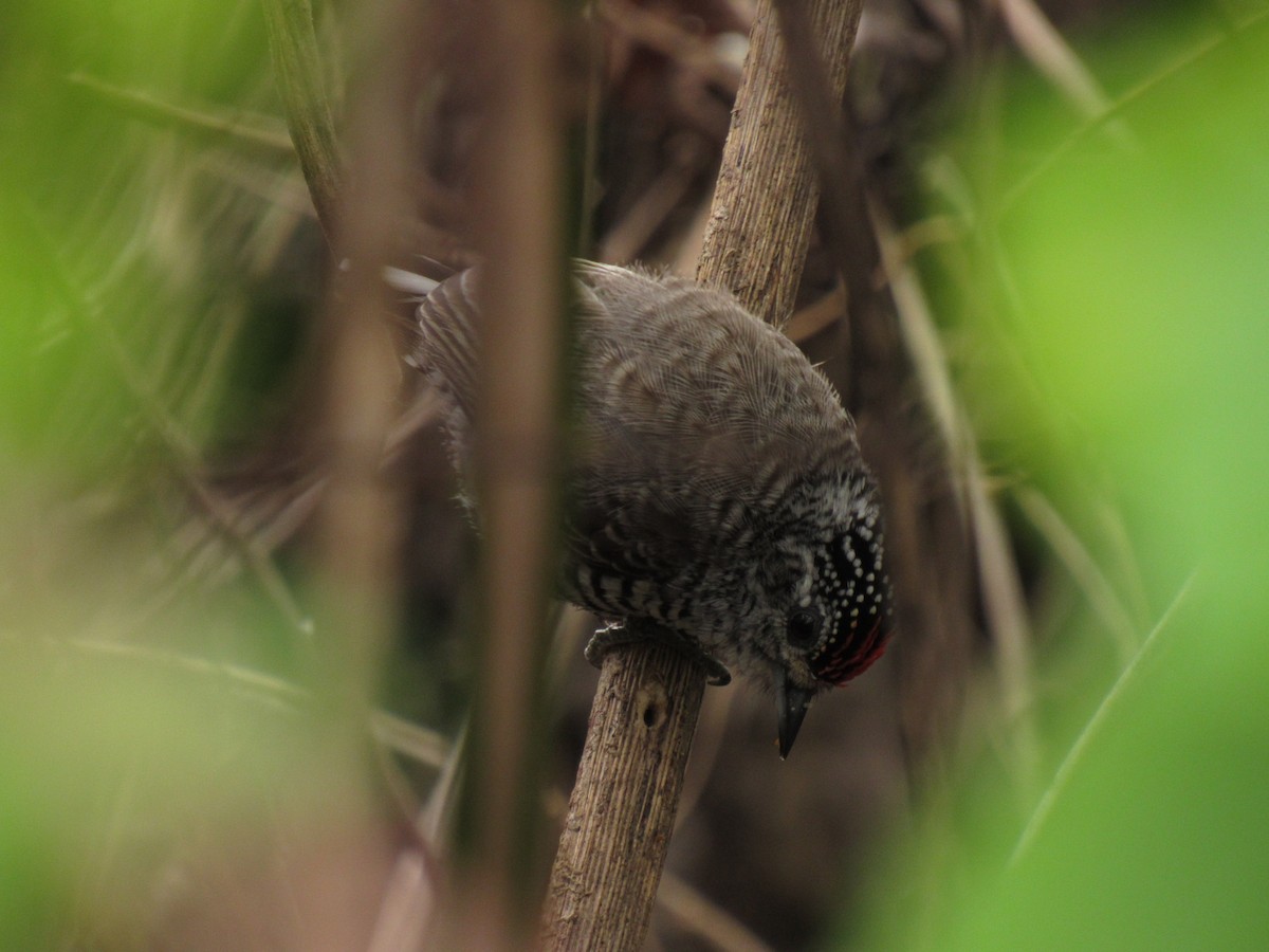 White-barred Piculet - Román Labrousse