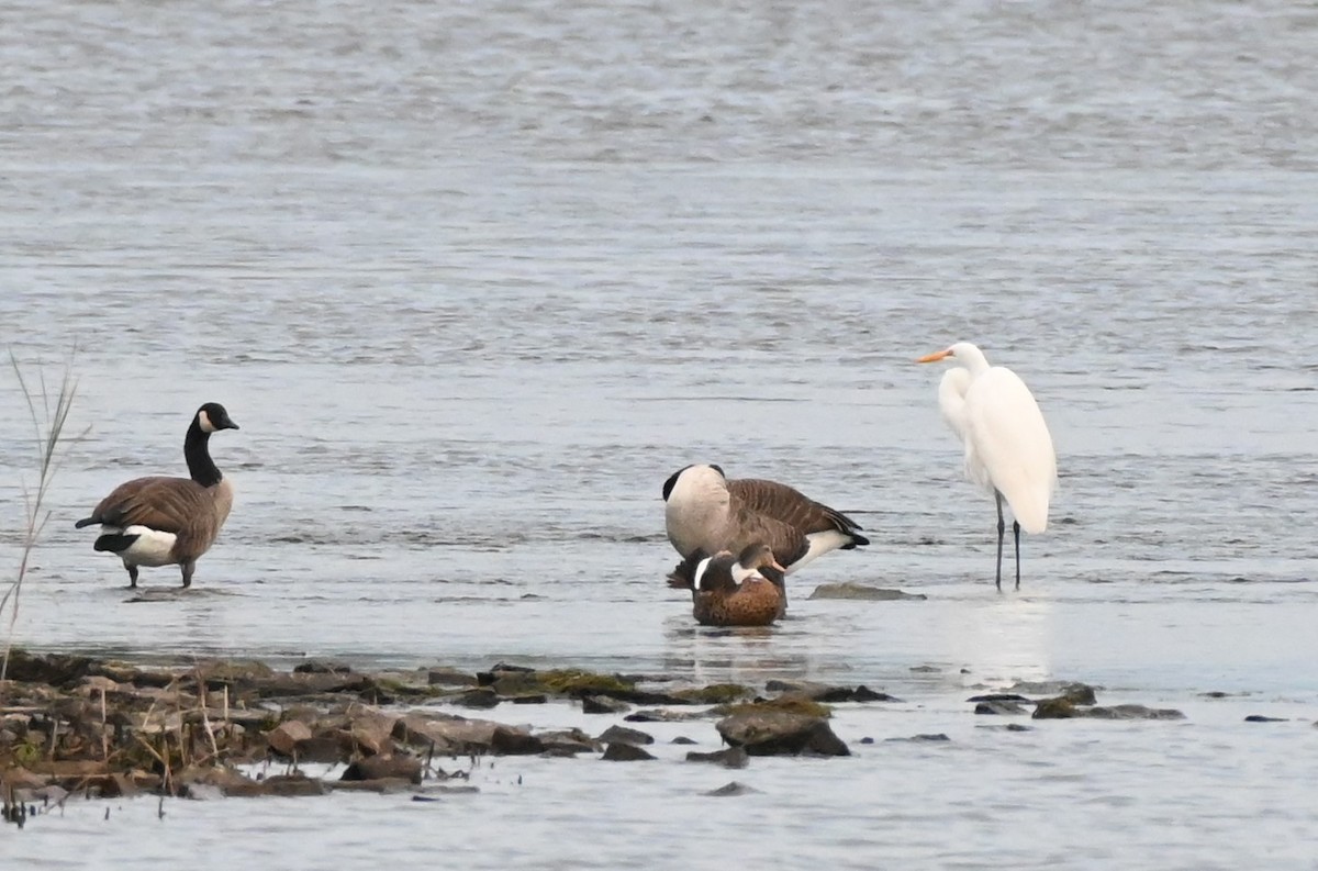 Anatidae sp. (dabbling duck sp.) - ML609633662