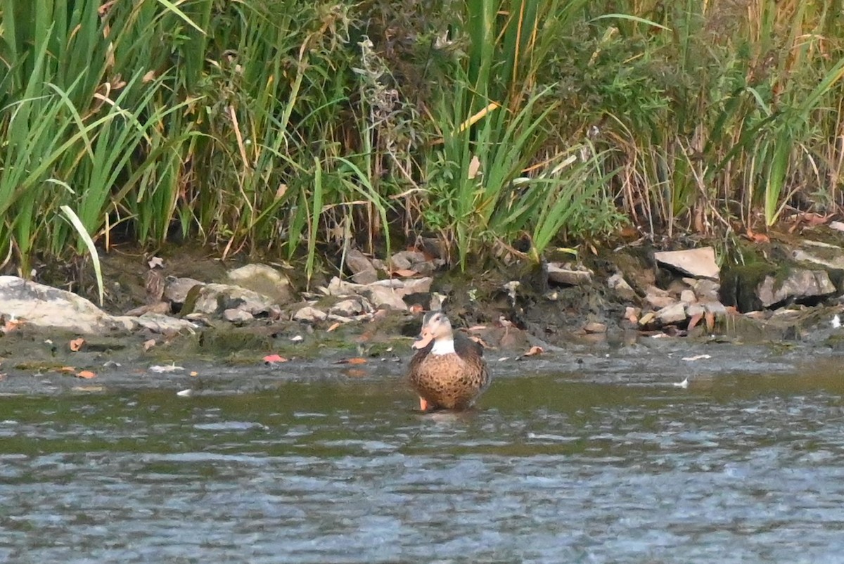 dabbling duck sp. - ML609633666