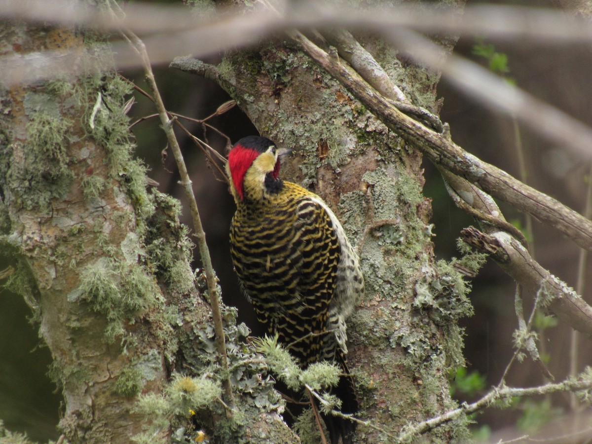 Green-barred Woodpecker - Román Labrousse