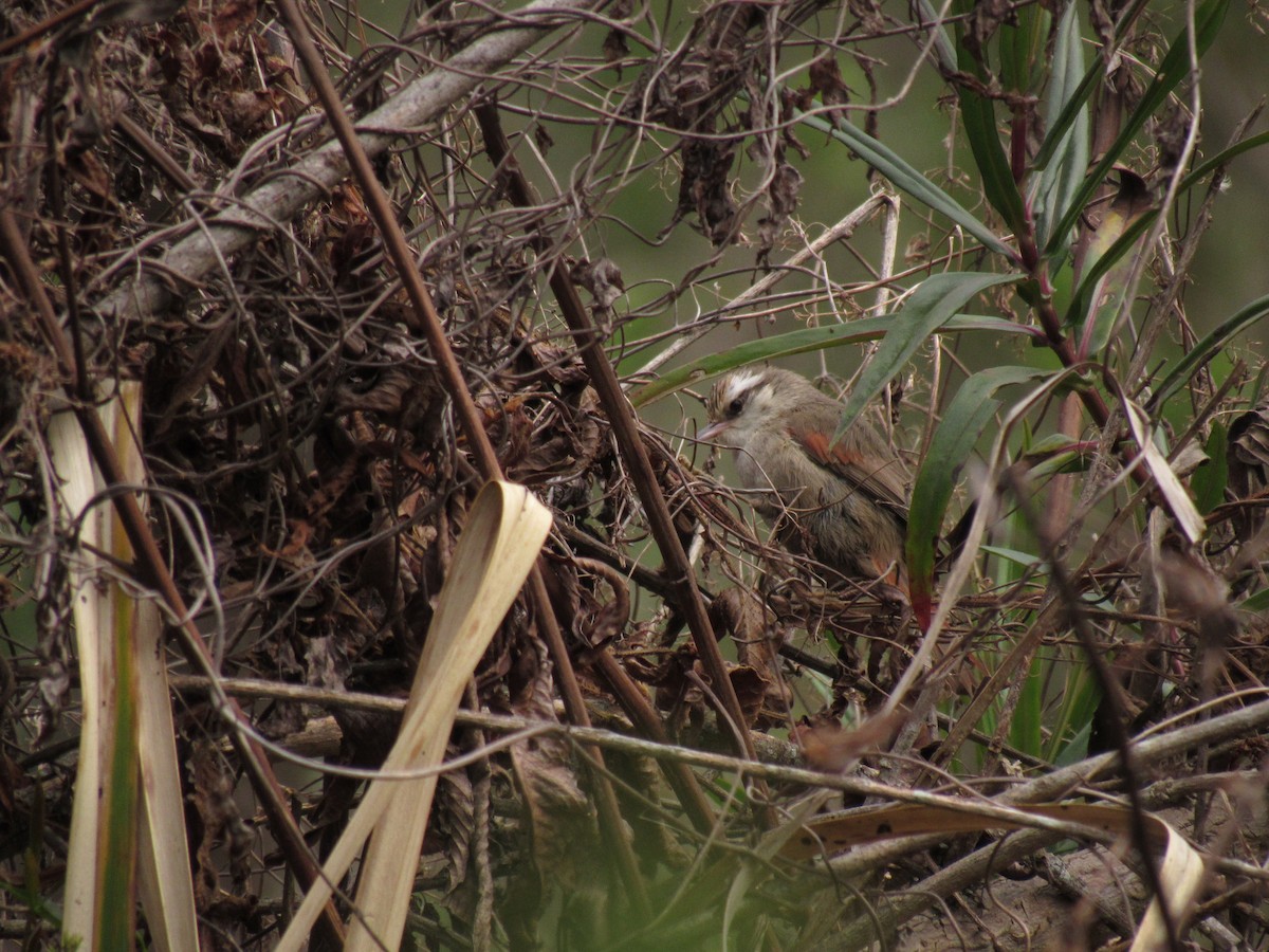 Stripe-crowned Spinetail - Román Labrousse