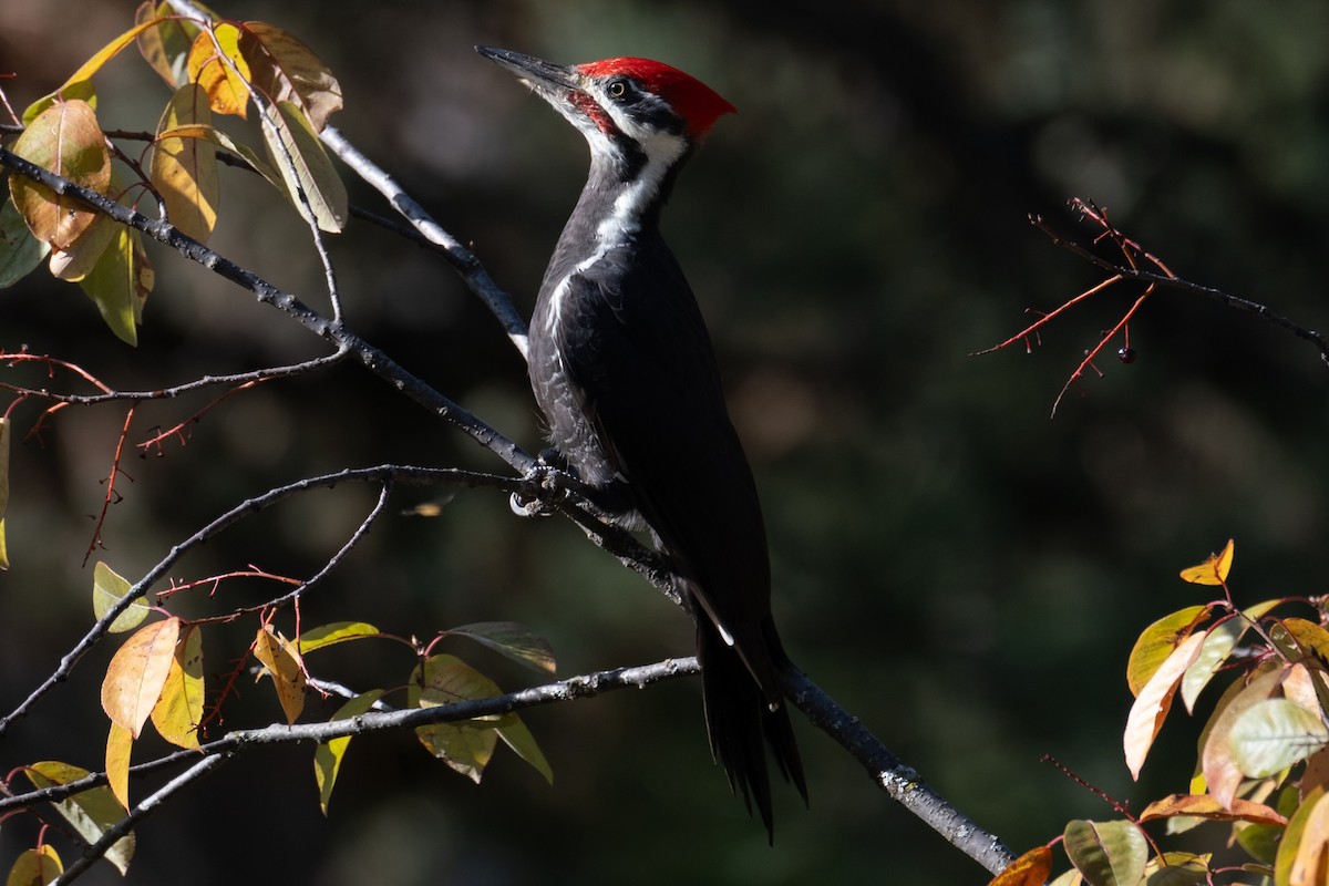 Pileated Woodpecker - ML609633803