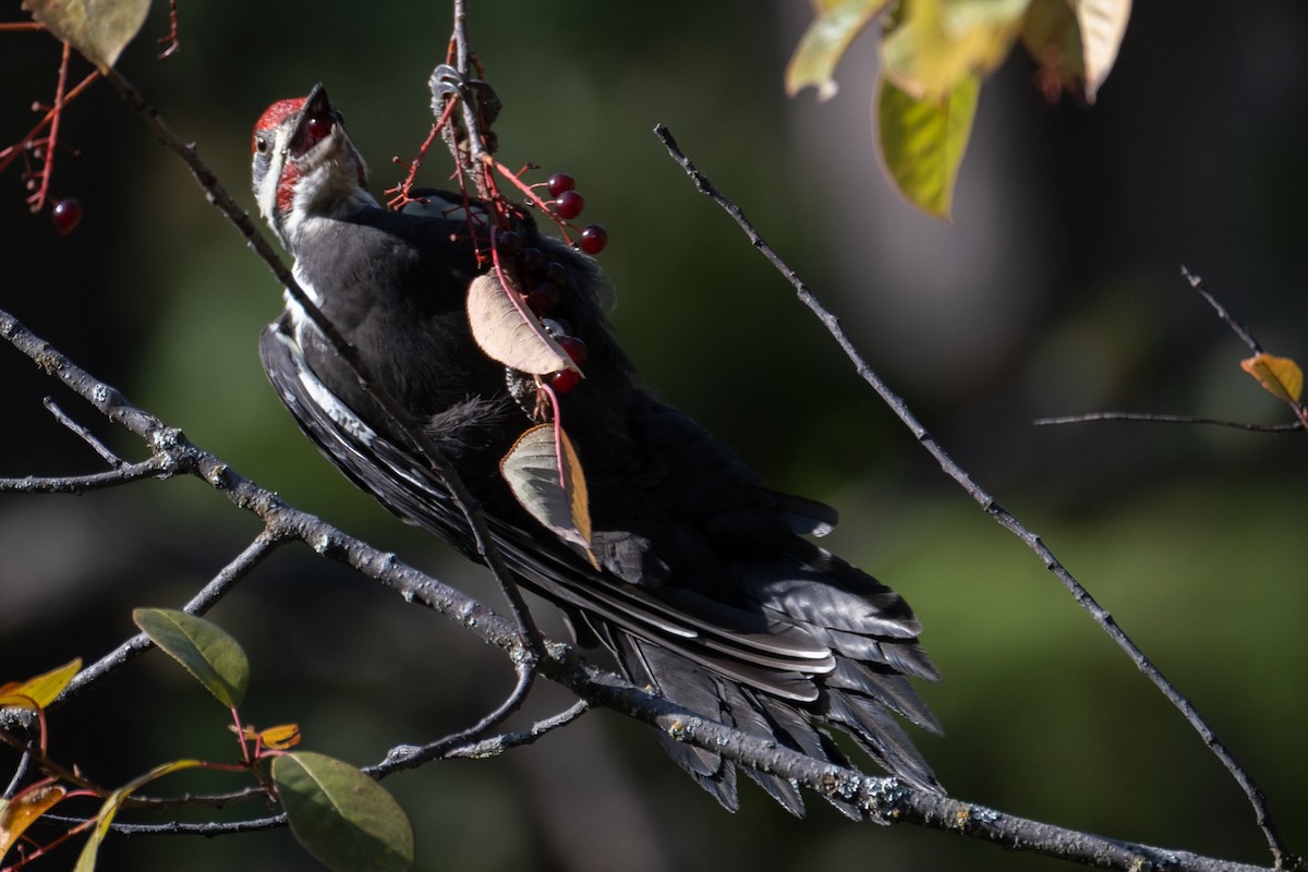 Pileated Woodpecker - Tim Horvath