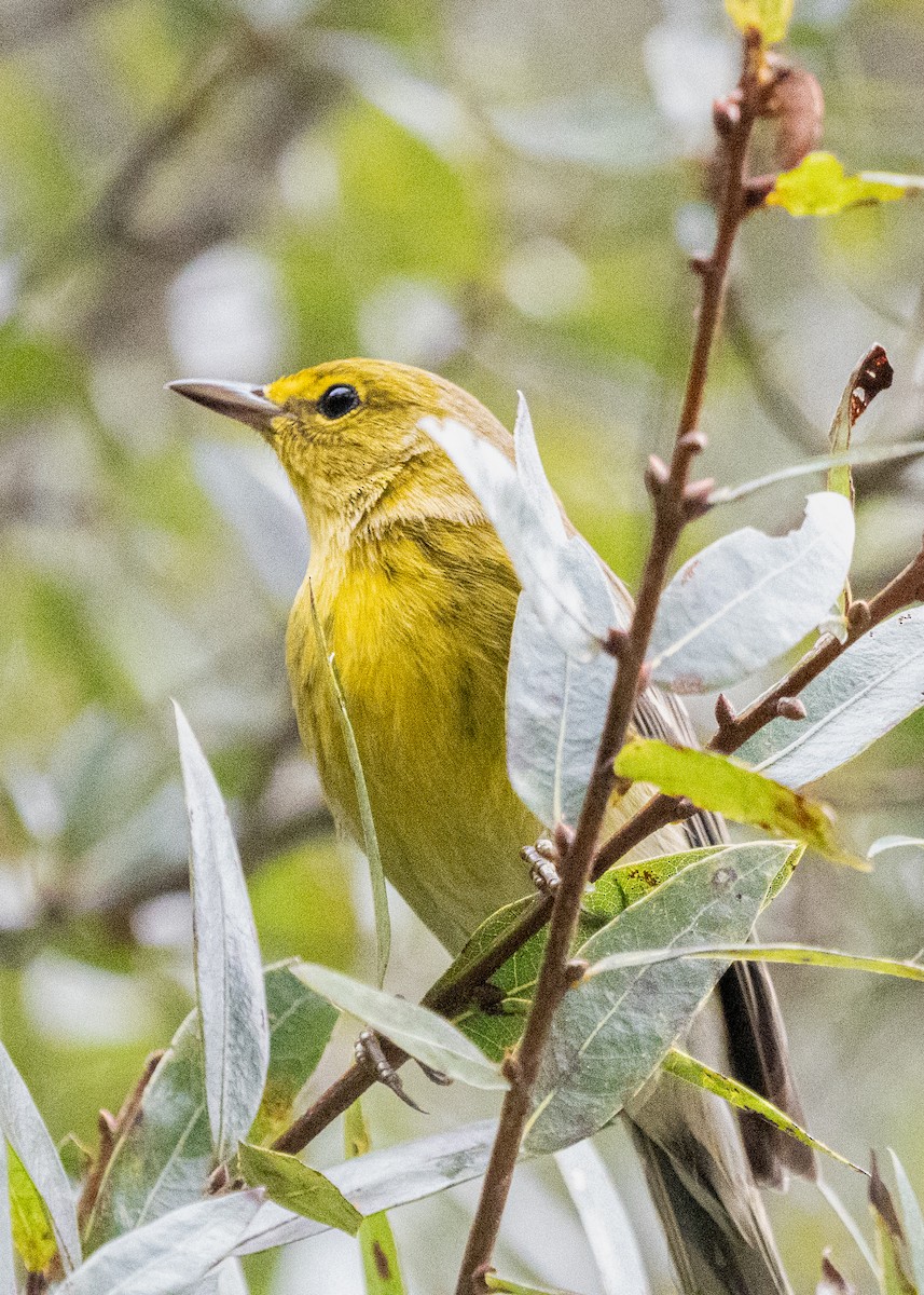 Pine Warbler - ML609633872