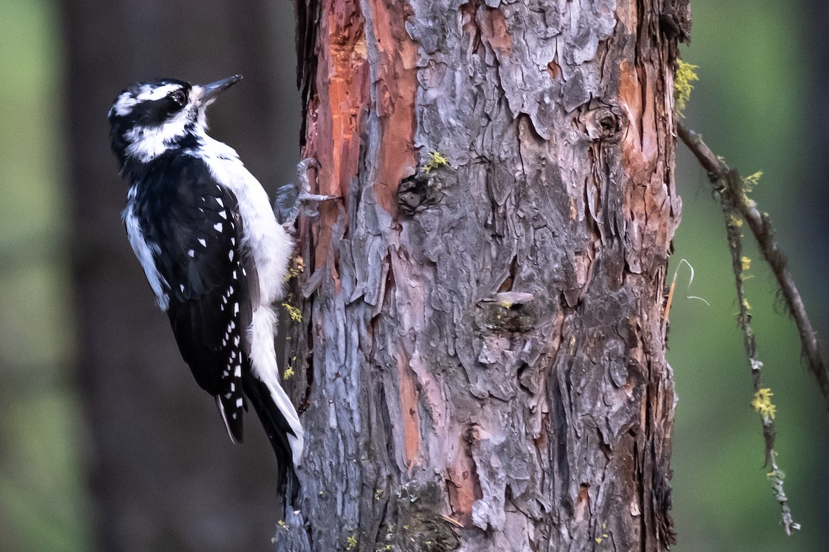 Downy Woodpecker - ML609633899