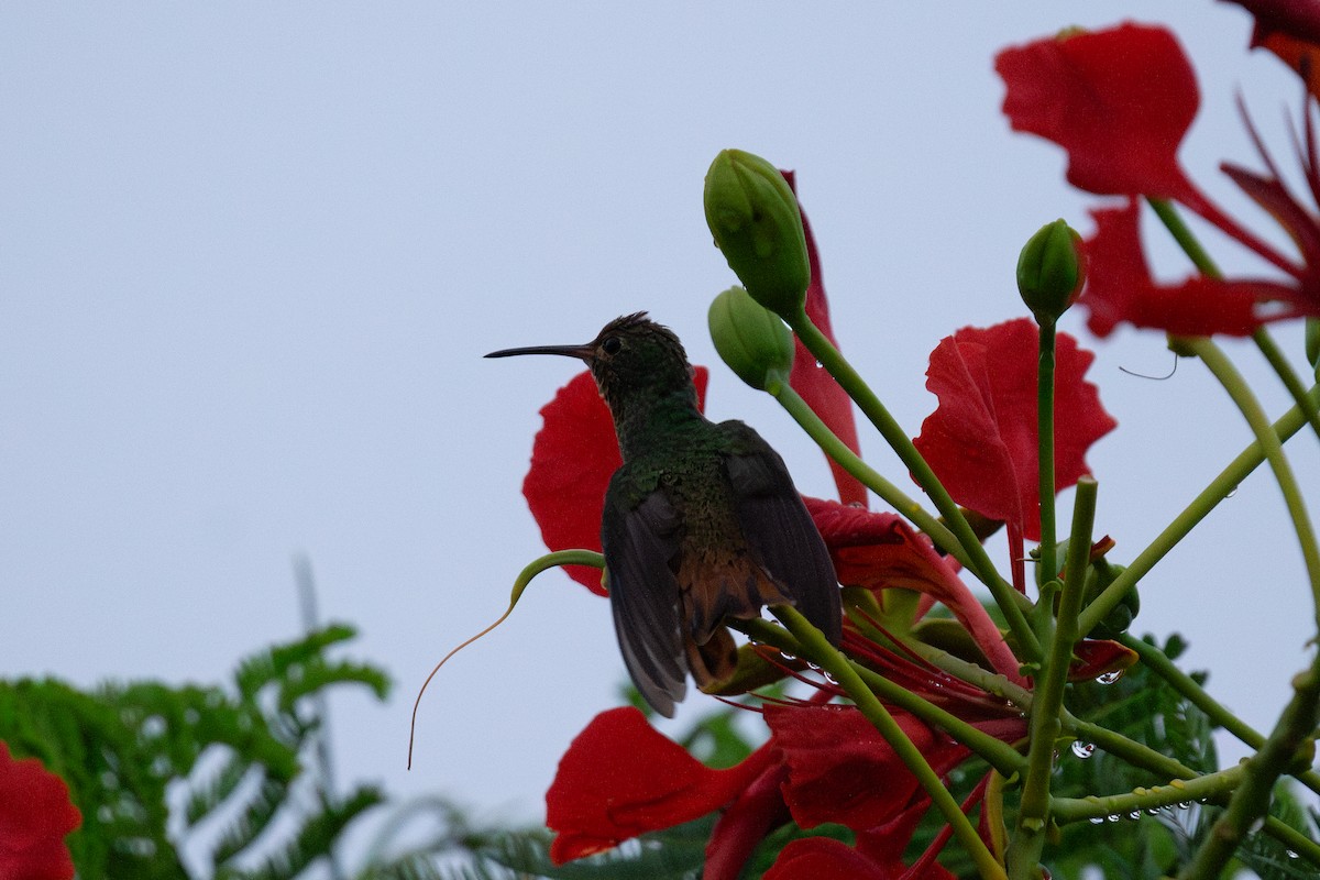 Buff-bellied Hummingbird - ML609634195