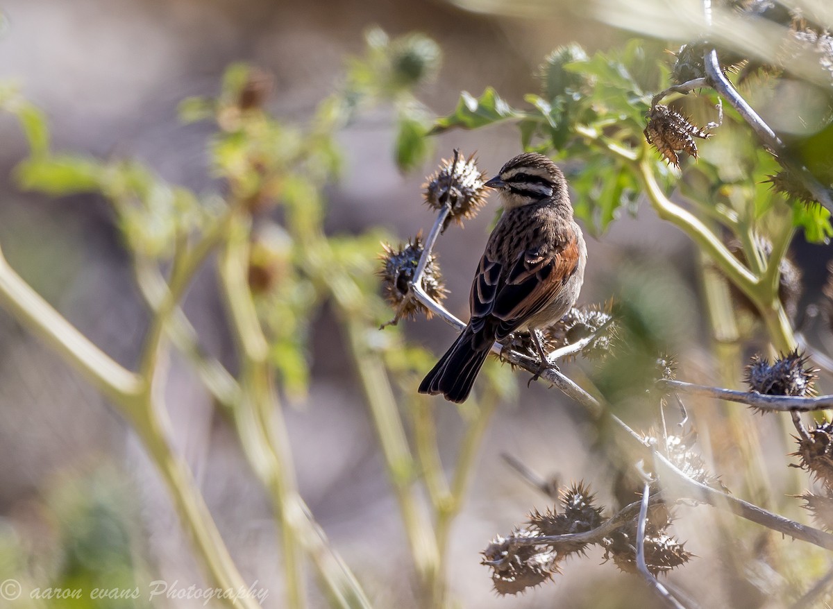 Cape Bunting - ML60963421