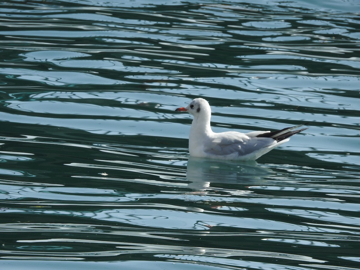 Black-headed Gull - ML609634370