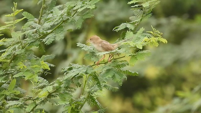 Rufous-fronted Prinia - ML609634381