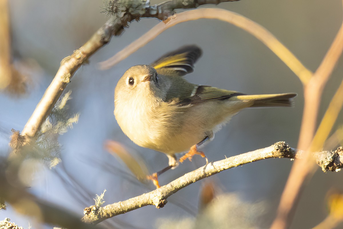 Ruby-crowned Kinglet - ML609634385