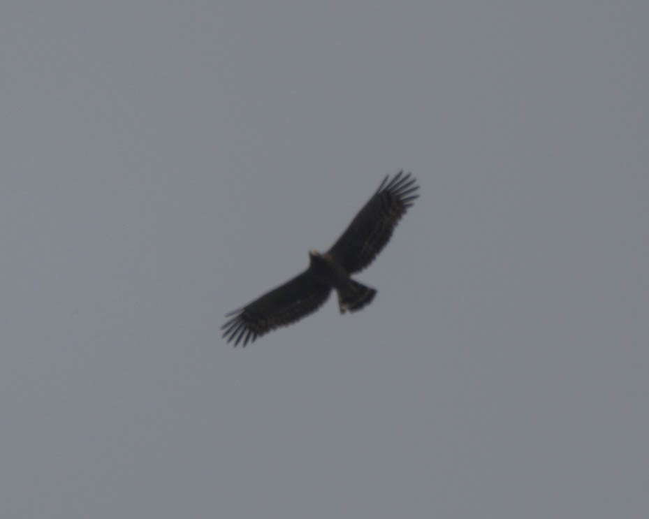 Crested Serpent-Eagle (Crested) - ML609634402