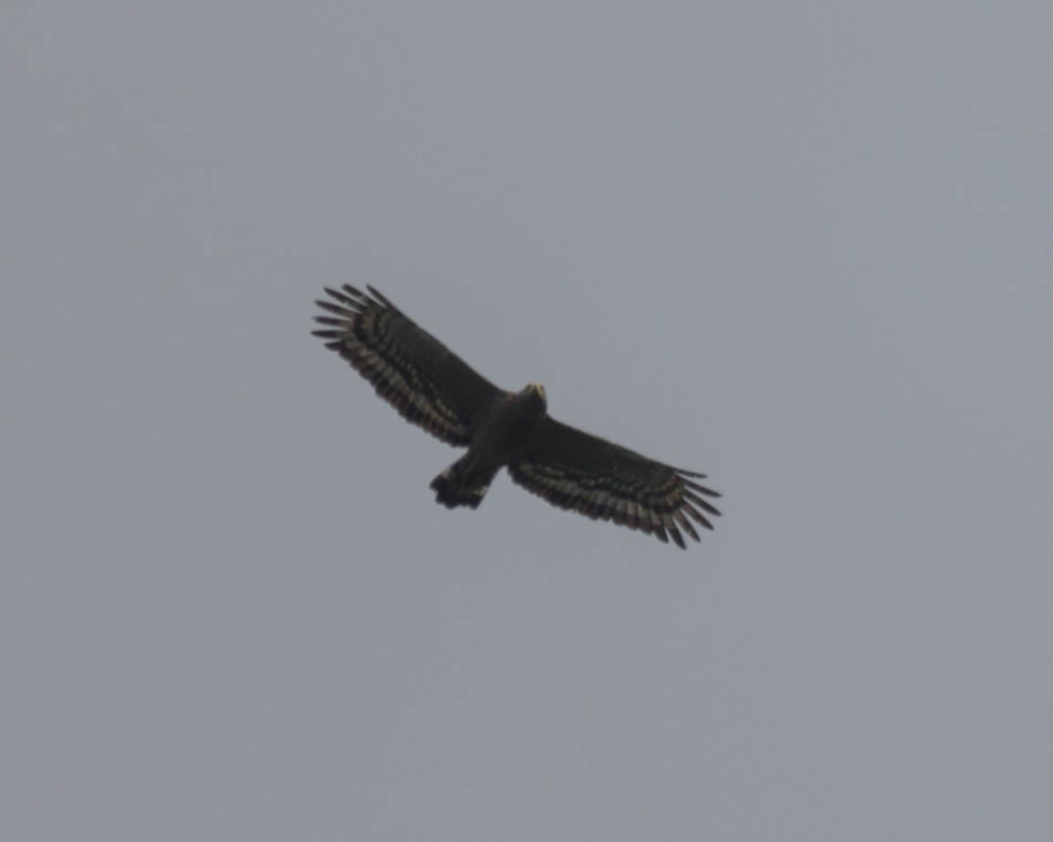 Crested Serpent-Eagle (Crested) - ML609634403