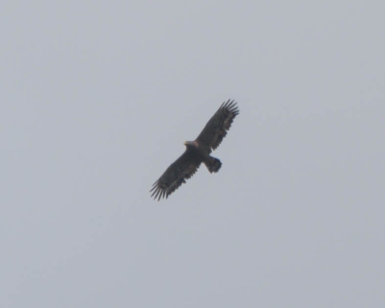 Crested Serpent-Eagle (Crested) - ML609634405