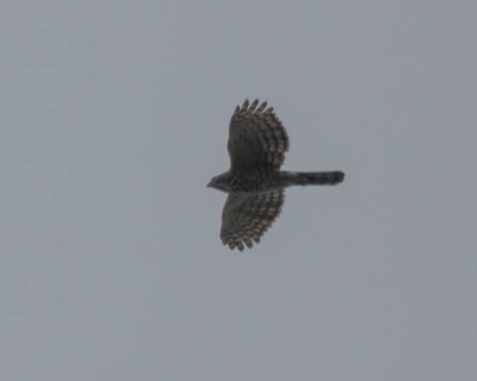 Crested Goshawk - ML609634424