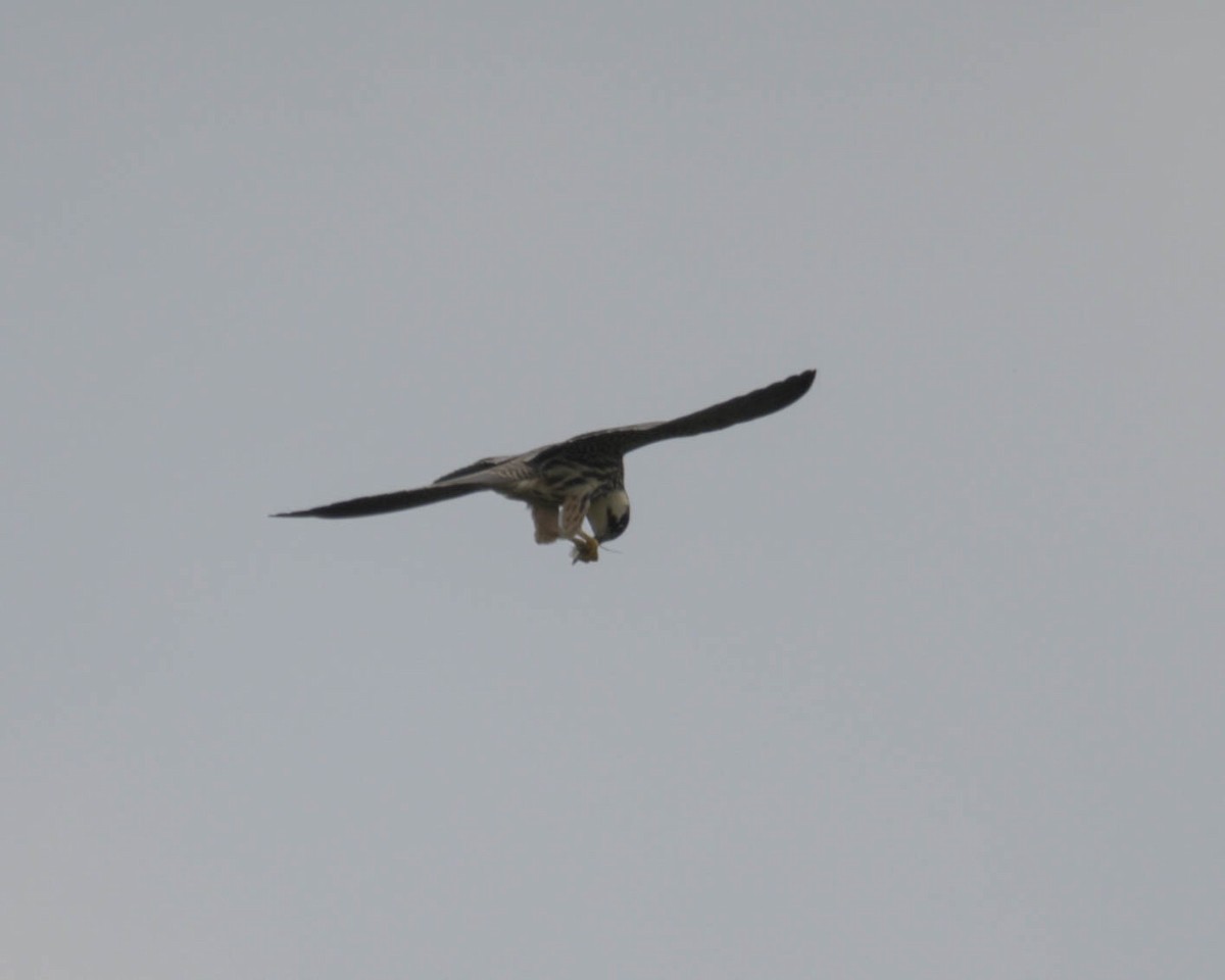 Eurasian Hobby - ML609634501