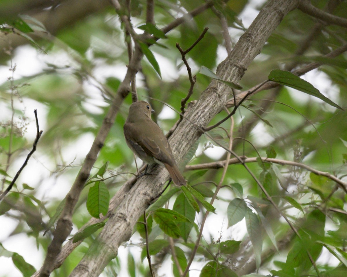 Blue-and-white Flycatcher - ML609634504