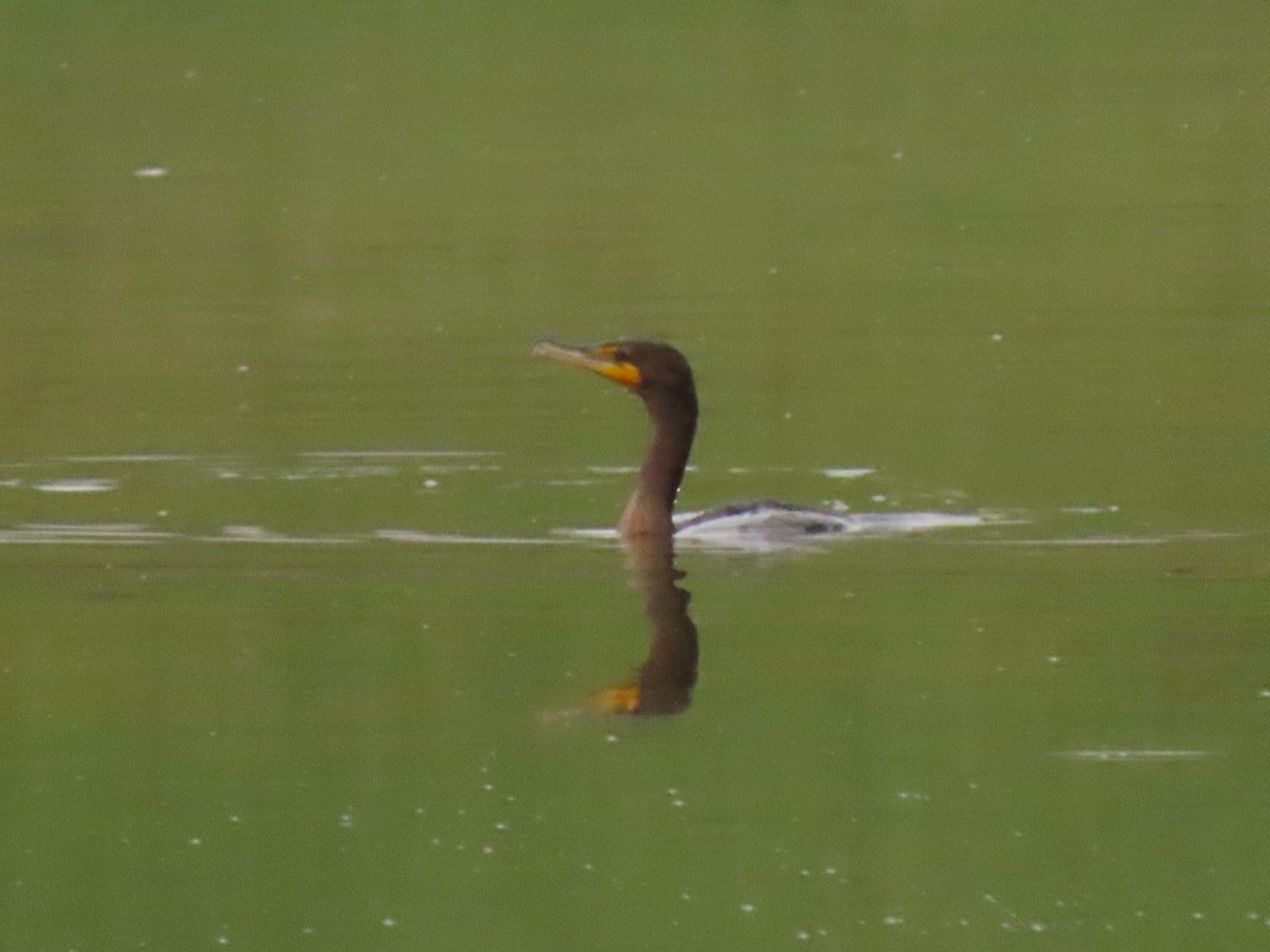 Double-crested Cormorant - David Cooney Jr