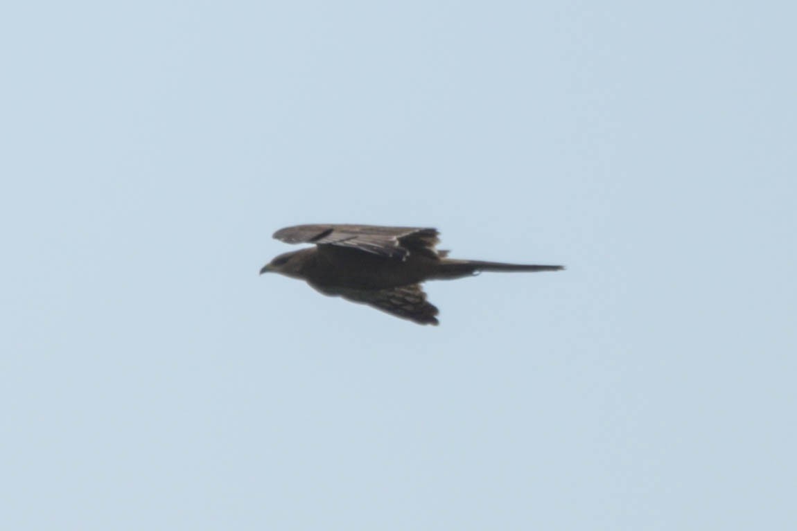 Oriental Honey-buzzard (Northern) - ML609634514