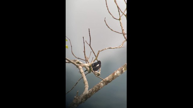 Scarlet-browed Tanager - ML609634554