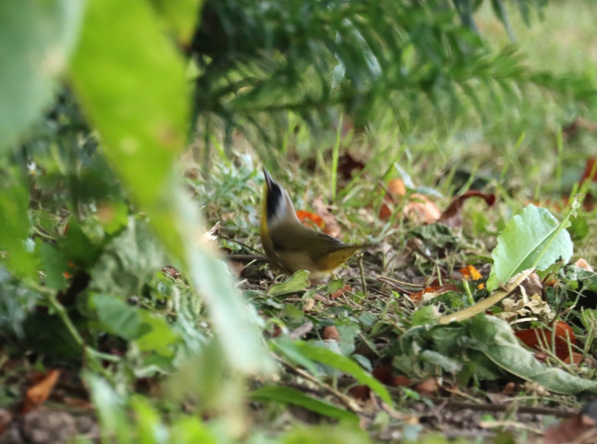 Common Yellowthroat - ML609634571