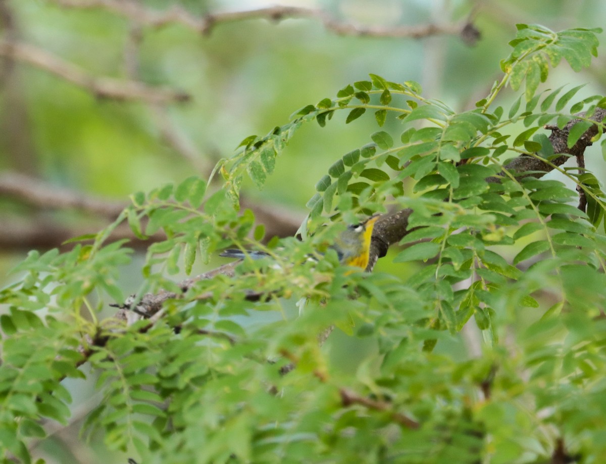 Northern Parula - ML609634574