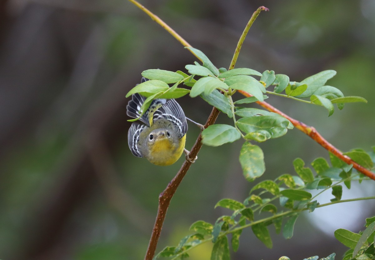 Magnolia Warbler - ML609634579